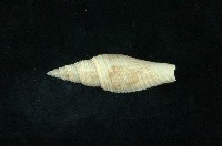 藏品(白筆螺)的圖片